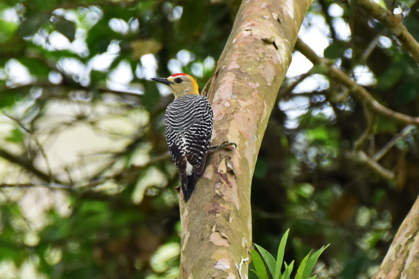 image Hoffmann's Woodpecker